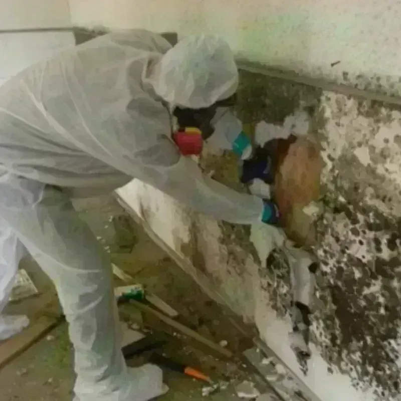 Mold Remediation and Removal in Port Allen, LA